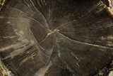 Polished Petrified Wood (Schinoxylon) Round - Wyoming #184833-1